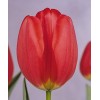 Луковица тюльпана Парад (Parade): фото и описание