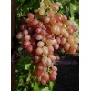 Саженец винограда Кишмиш Мечта (Средний/Красный): фото и описание