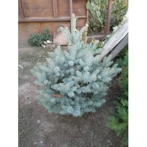 Ель Голубая Кейбаб 60-100 см