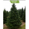 Саженцы Ели Сибирская до 1 метра -  5 шт.: фото и описание