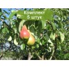 Саженцы груши Мраморная -  5 шт.: фото и описание