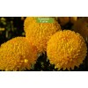 Саженцы хризантемы мультифлора Хало (Желтая ) -  5 шт.: фото и описание