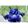 Саженцы ириса Сапфировая заря -  5 шт.: фото и описание