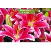 Луковицы лилии Старлайт экспресс (Starlight Express) -  5 шт.: фото и описание