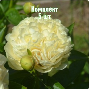 Комплект 5шт / Пион Санни Бой