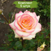 Саженцы чайно-гибридной розы Амазонка (Amazon) -  5 шт.: фото и описание