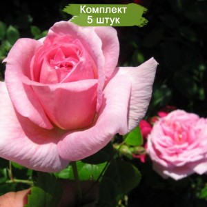 Комплект 5шт / Роза Ламберт Клосс (канадская)