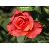 Саженцы чайно-гибридной розы Спутник (Sputnik) -  5 шт.: фото и описание