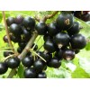 Саженцы черной смородины Селеченская -  5 шт.: фото и описание