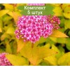 Саженцы спиреи Антон Вотерер (Anthony Waterer) -  5 шт.: фото и описание