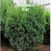 Комплект 5шт / Тис средний Грин Монтейн (20-40 см)