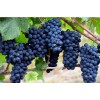 Виноград Каладок: фото и описание