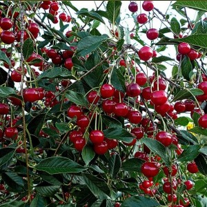 Вишня Мелодия