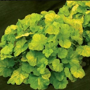 Гейхера Нозерн Икспожэ Лайм